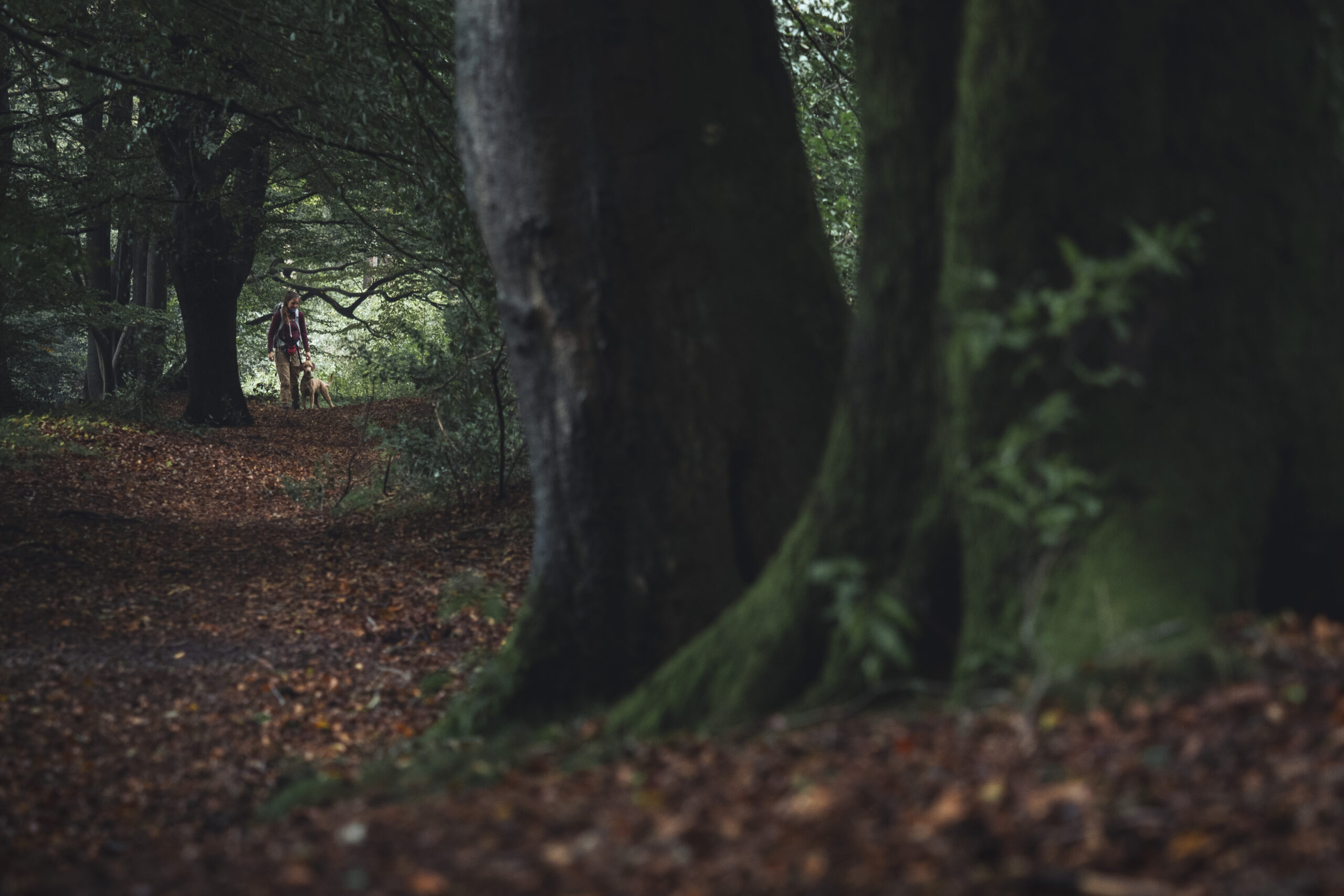 Read more about the article Eine Nacht im Wald biwakieren
