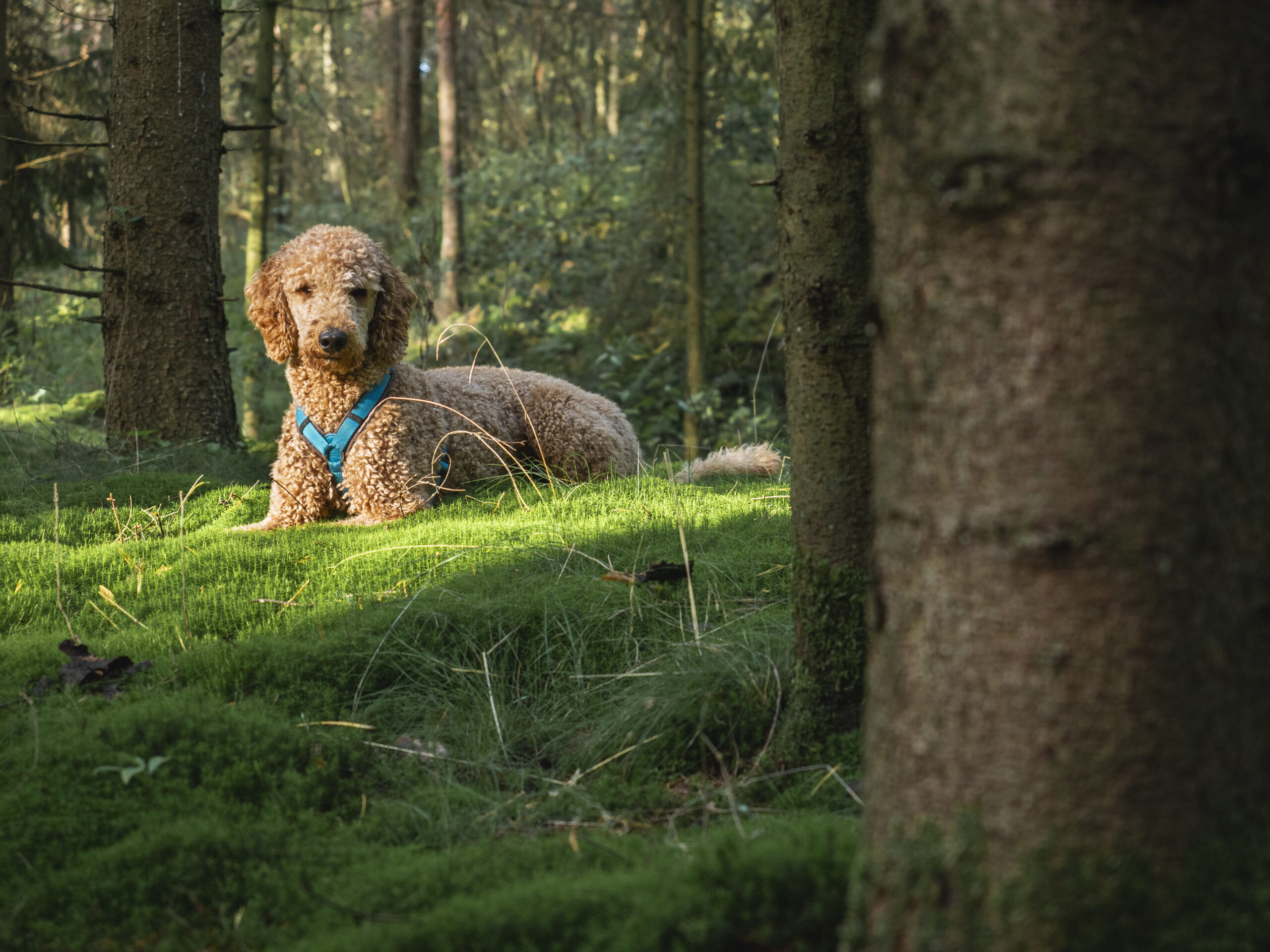Read more about the article Must have Hunde Ausrüstung zum Wandern
